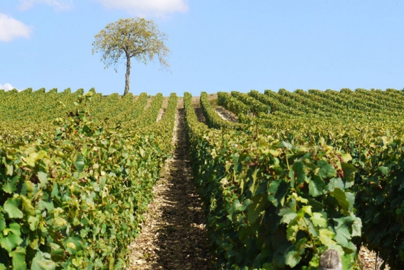 Dans les vignobles de Bourgogne